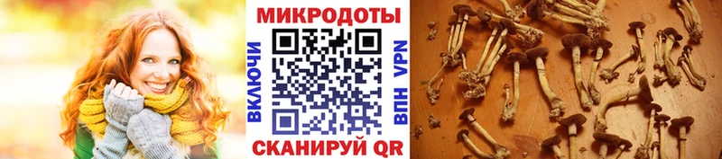 где купить наркотик  Темрюк  Галлюциногенные грибы GOLDEN TEACHER 